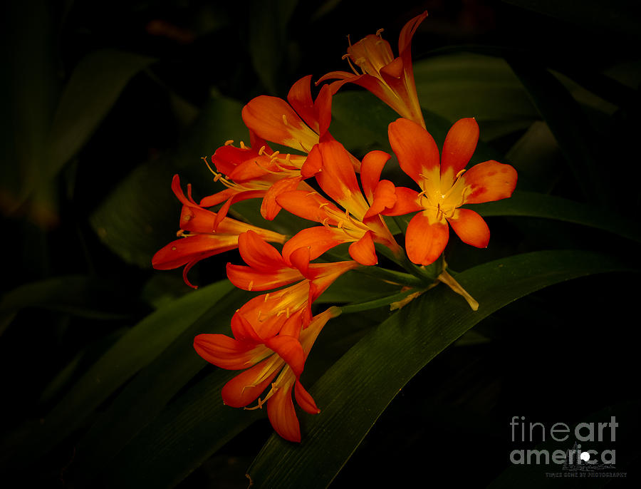 Orange Cascade Photograph by Grace Grogan