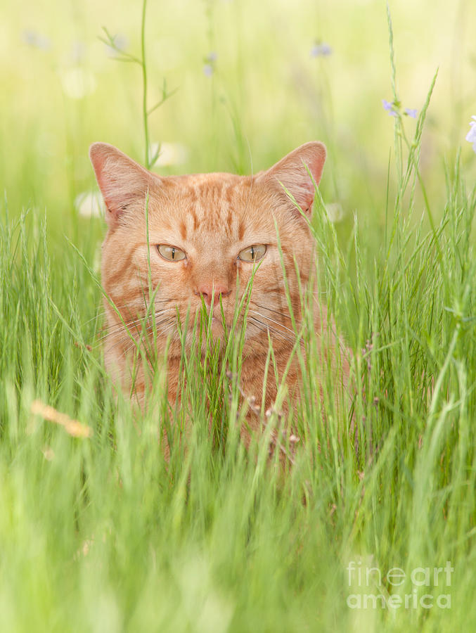 Orange Cat in Green Grass Photograph by Sari ONeal