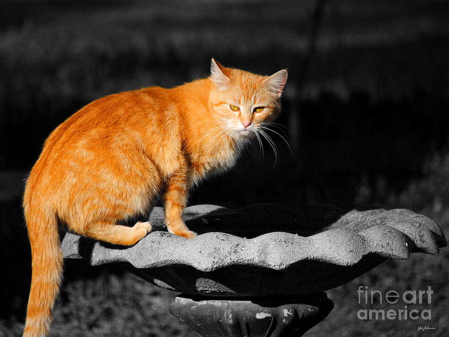 Orange Cat Photograph by Jai Johnson
