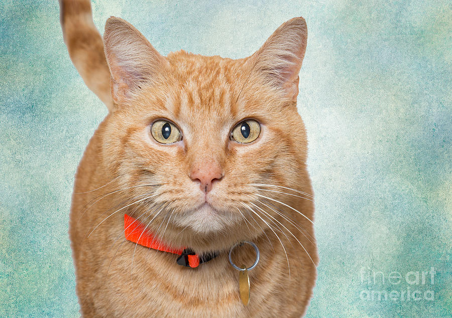 Orange Cat Photograph by Mimi Ditchie