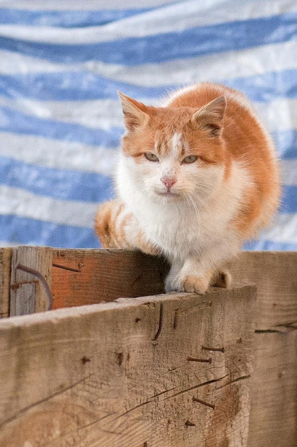 Orange Cat Photograph - Orange cat  by Vlad Baciu