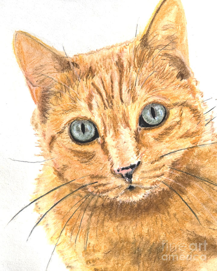 orange cat with green eyes