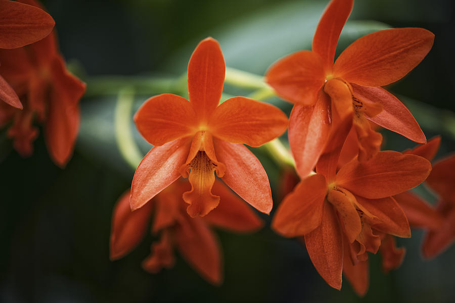 Orange Cattleya Orchid Photograph
