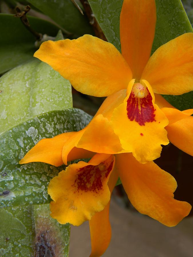 Orange Cahleya Orchid Photograph by Warren Thompson