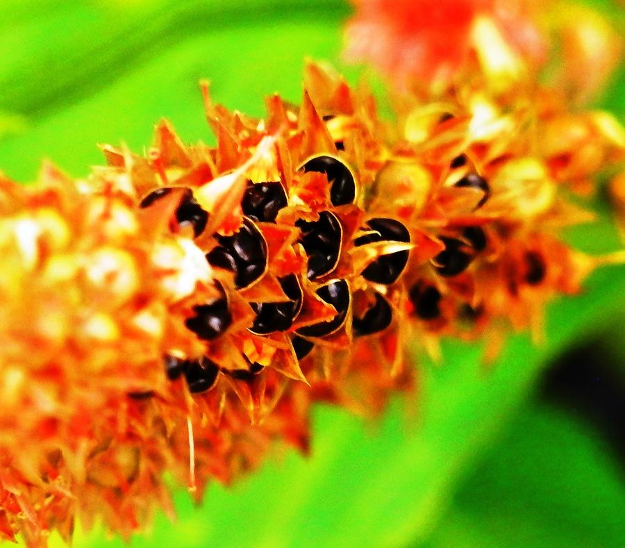Orange Celosia Seed Pods Photograph by Belinda Lee
