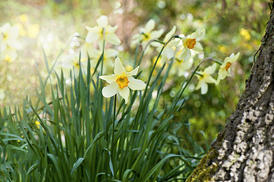 Orange centred Yellow, spring flowering Daffodils or Narcissus in the spring sunshine Photograph by Jacky Parker Photography