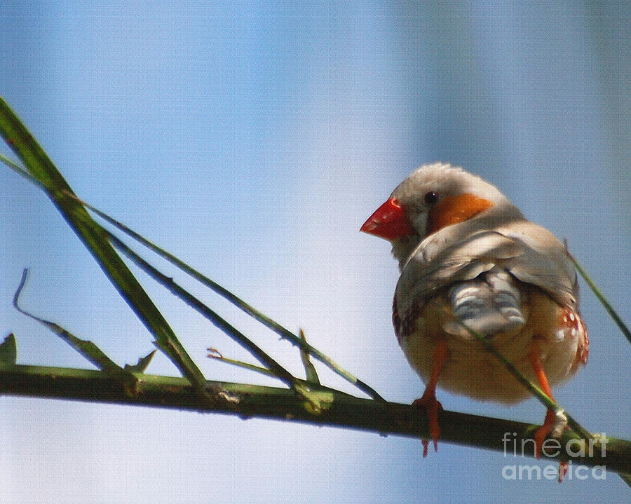 Orange Cheeked Waxbill Painting by Diane E Berry