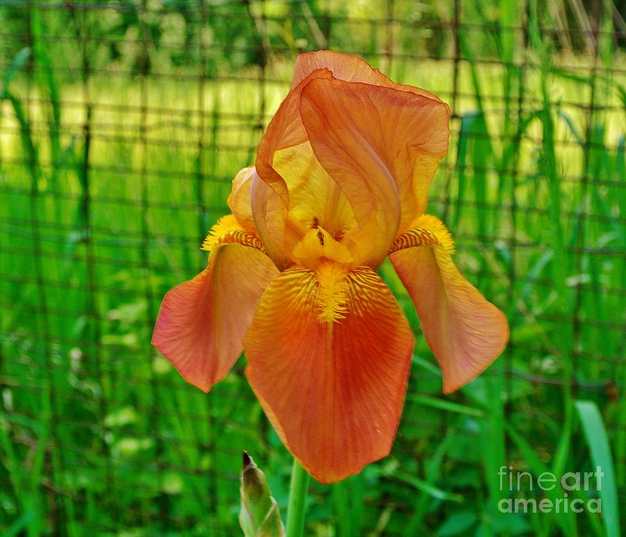 Orange Chiffon Iris Photograph by Marsha Heiken