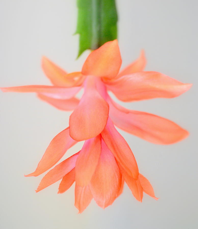 Orange Christmas Cactus Bloom Schlumberga Photograph by Nathan Abbott