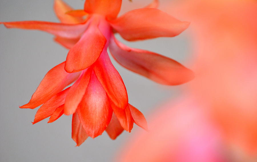 Orange Christmas Cactus Blossom Photograph by Nathan Abbott