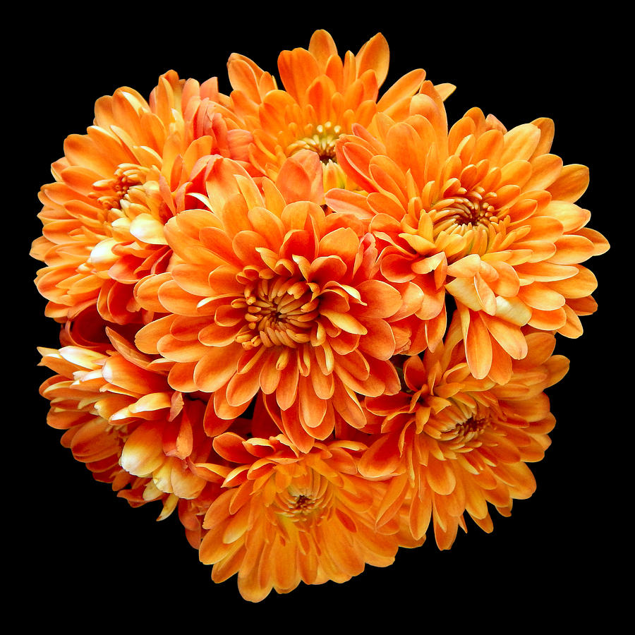 Orange Chrysanthemums Still Life Flower Art Poster Photograph