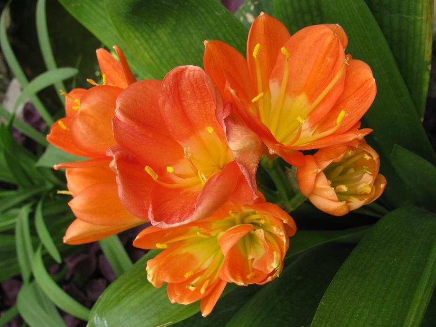 Orange Clivia Photograph by Alfred Ng - Fine Art America