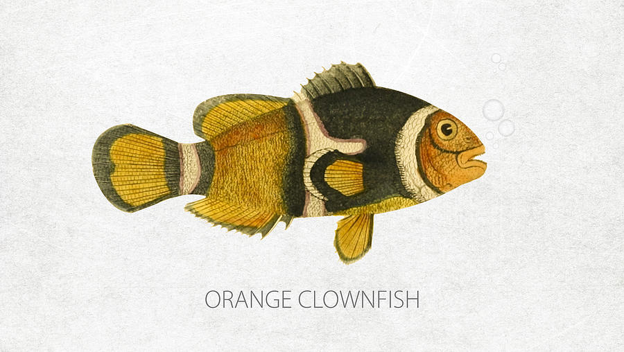 Nemo Digital Art - Orange Clownfish by Aged Pixel