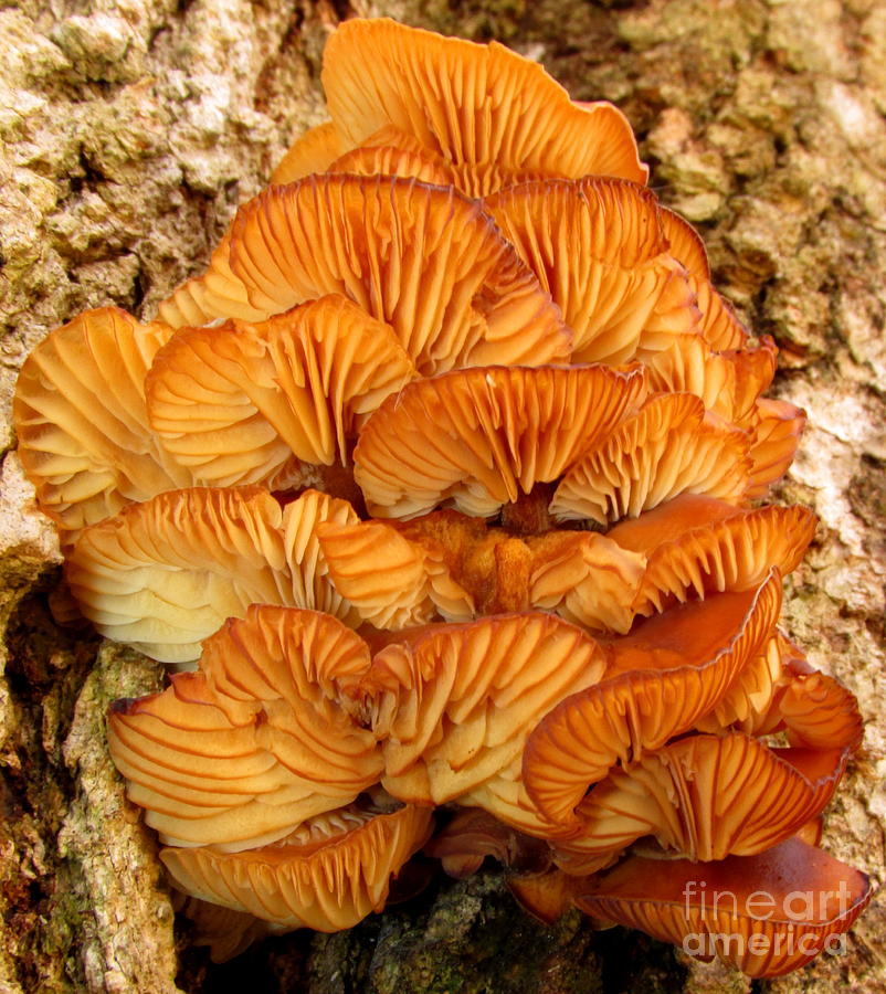 Orange Cluster Fungi Photograph by Joshua Bales