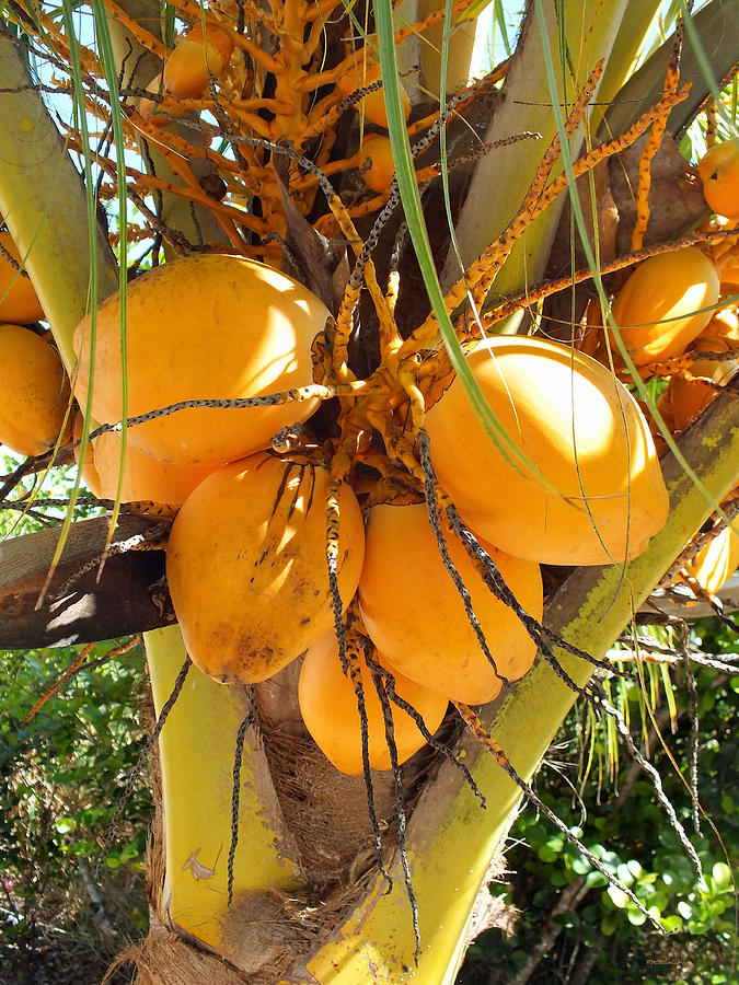Orange Coconuts Upclose on Eleuthera Photograph by Duane McCullough