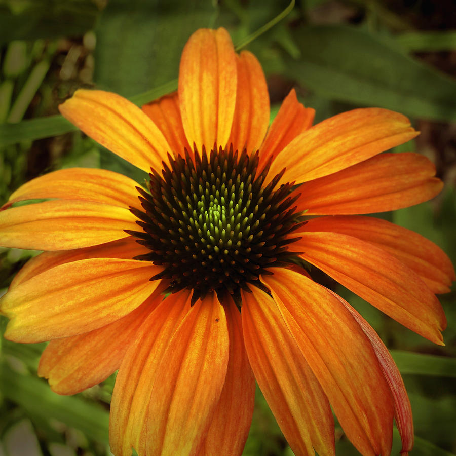 Orange Cone Flower Floral Photography Photograph by Ann Powell