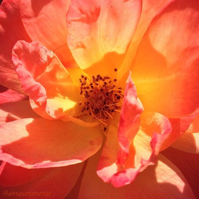 Flower Photograph - Orange Confection Rose by Anna Porter