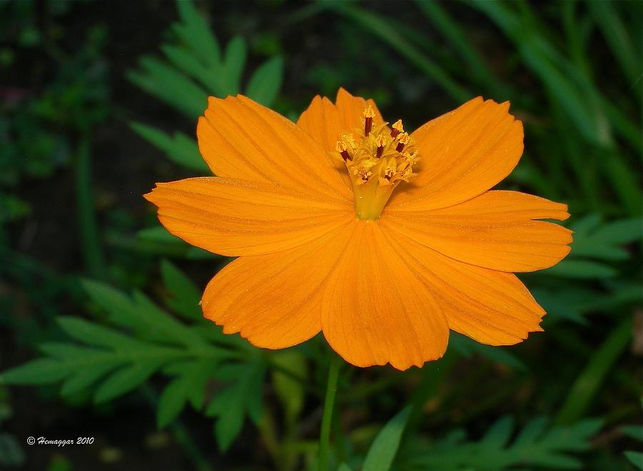 Garden Photograph - Orange Cosmos by Hemu Aggarwal