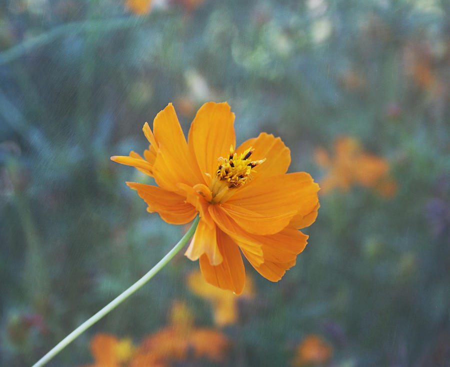 Flower Photograph - Orange Cosmos by Kim Hojnacki