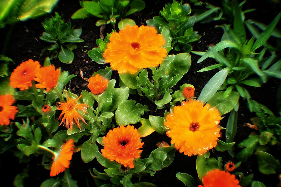 Orange Flowers #1 Photograph by Doc Braham