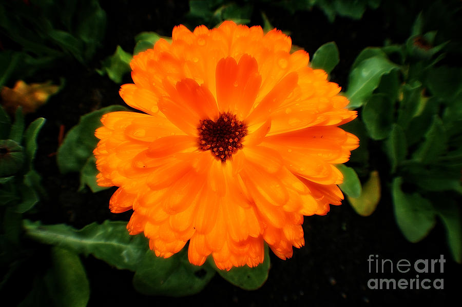 Orange Flowers Photograph by Doc Braham