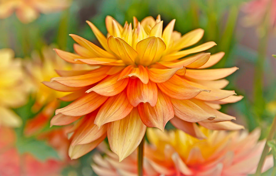 Flowers Still Life Photograph - Orange Cream Dahlia by Athena Mckinzie