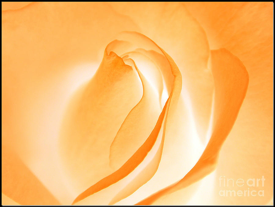 Orange Cream Rose Photograph by Chris Anderson