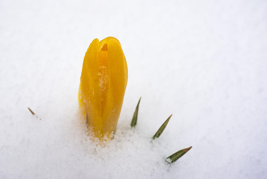 Orange crocus covered with snow Photograph by Matthias Hauser