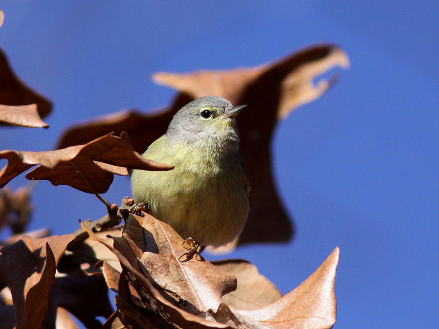 Orange-crowned Warbler - Feather Lite Photograph by Travis Truelove