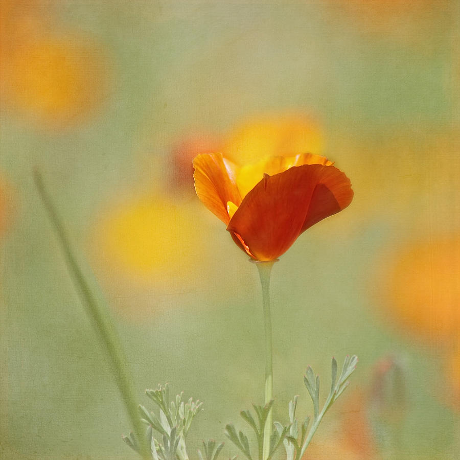 Orange Crush - California Poppy Photograph by Kim Hojnacki