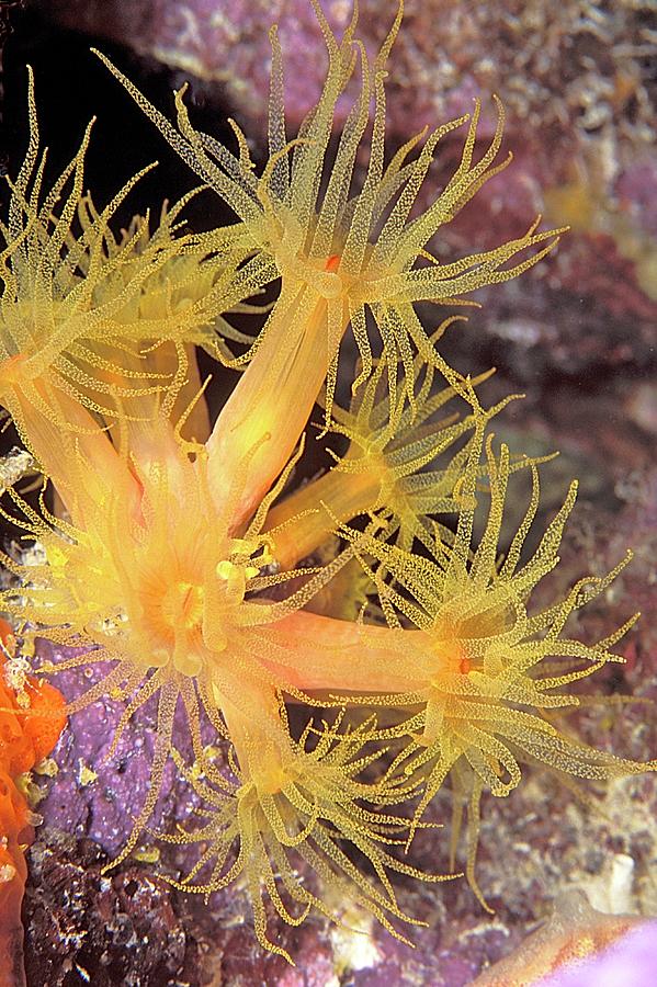Orange Cup Coral Photograph by Clay Coleman/science Photo Library