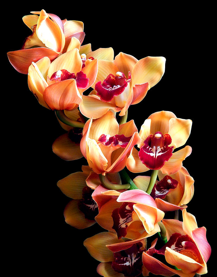 Orange Cymbidium Still Life Flower Art Poster Photograph by Lily Malor