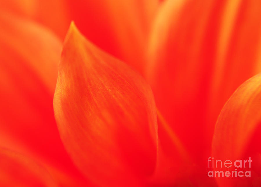 Orange Dahlia Abstract Photograph by Olivia Hardwicke