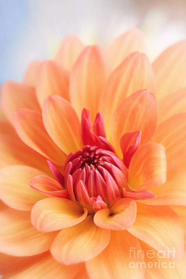 Orange Dahlia Blooming Photograph