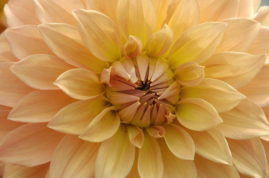 Orange Dahlia closeup Photograph by Matthias Hauser