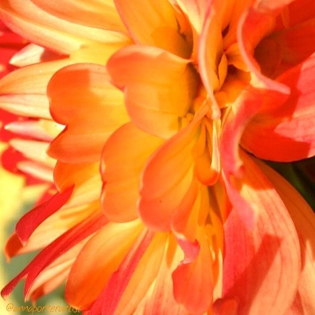 Flower Photograph - Orange Dahlia by Anna Porter