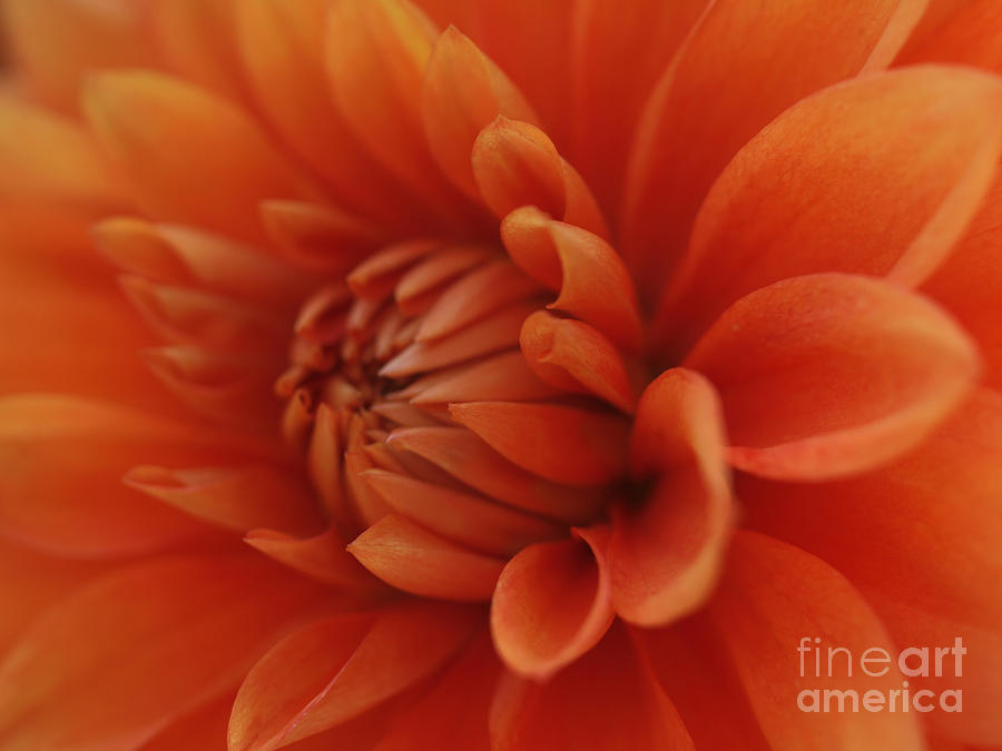 Orange Dahlia Photograph by Jacklyn Duryea Fraizer