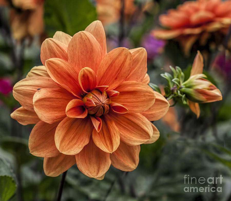 Orange Dahlia Photograph by Shirley Mangini