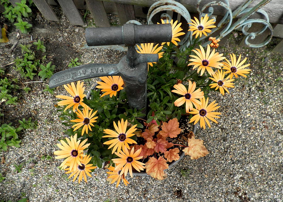 Gold Leaves Photograph - Orange Daisies And A Water Pump by Kate Gallagher