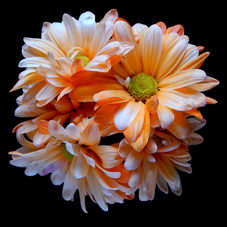 Orange Daisies Still Life Flower Art Poster Photograph by Lily Malor
