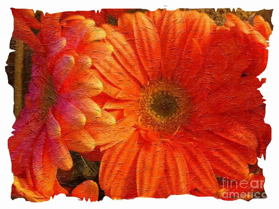 Flower Photograph - Orange Daisies Painterly with Border by Barbara A Griffin