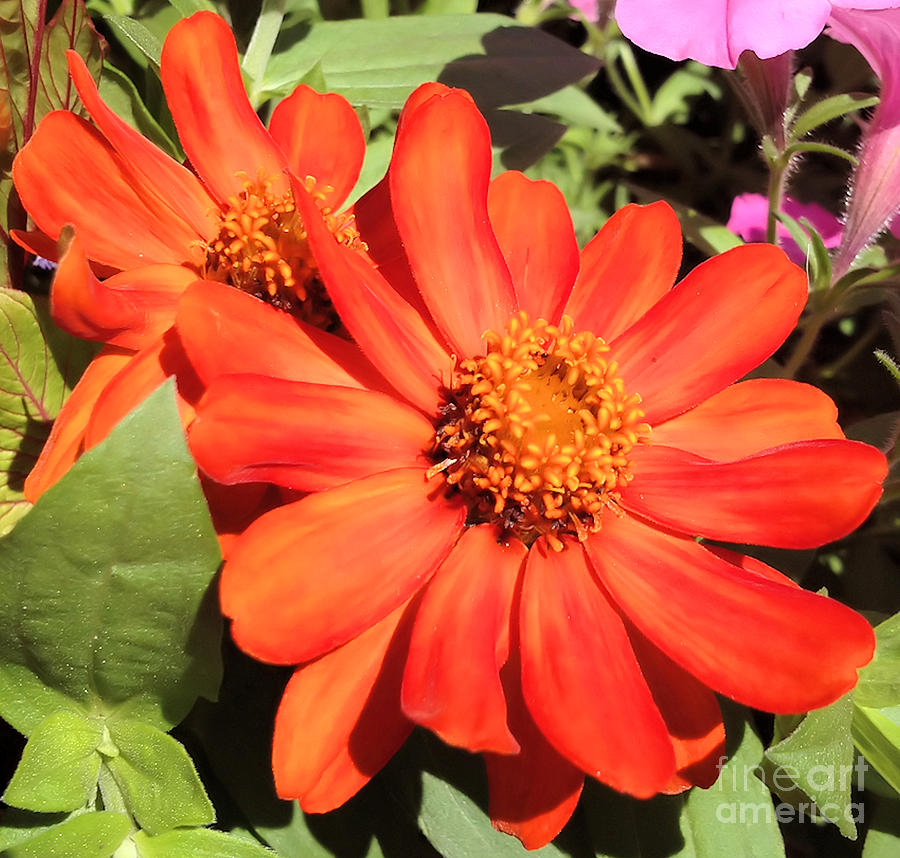 Orange Daisy in Summer Photograph by Luther Fine Art
