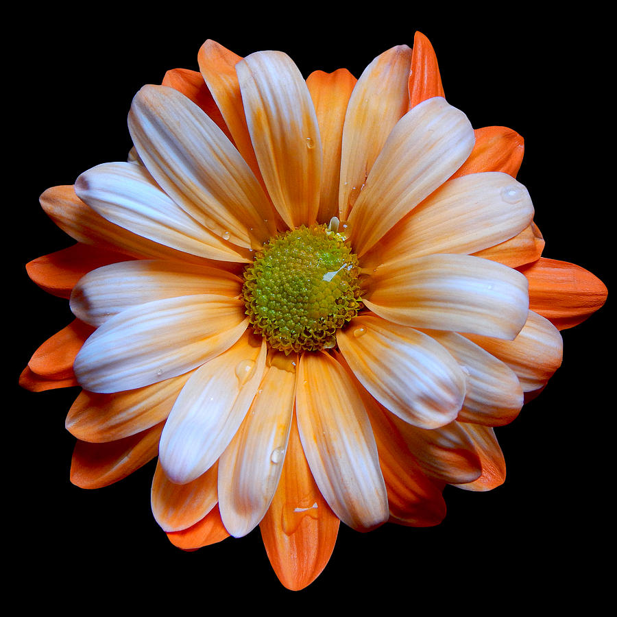 Orange Daisy Still Life Flower Art Poster Photograph by Lily Malor
