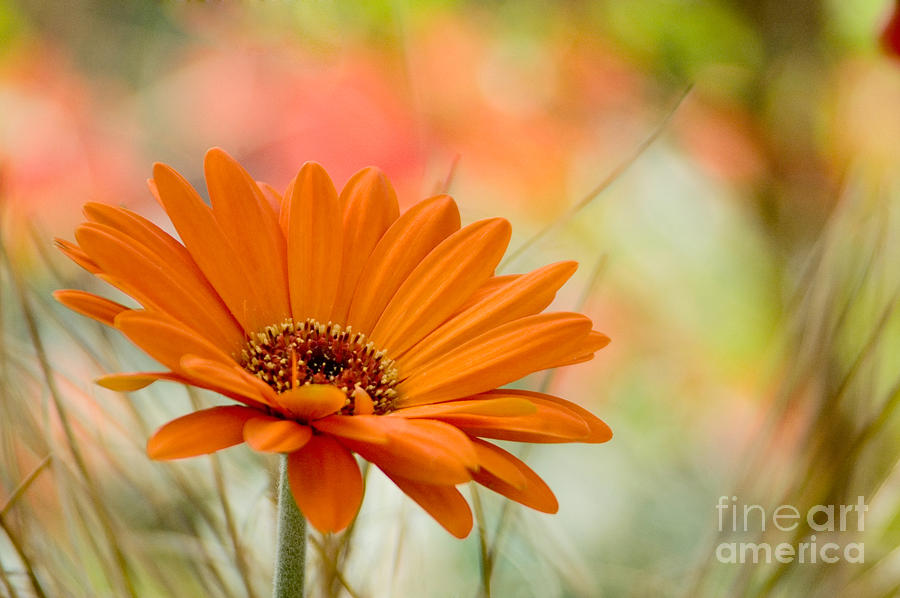 Orange Daisy Photograph by Oscar Gutierrez