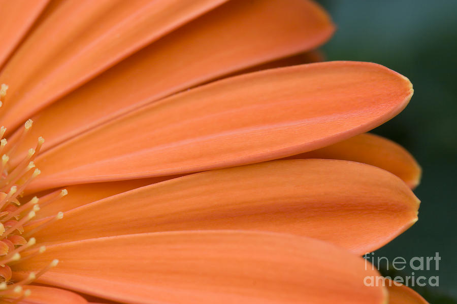 Orange Daisy Petals Photograph by Jill Lang