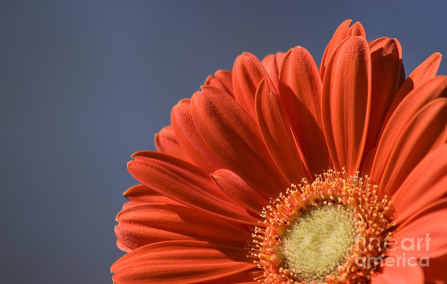 Orange Daisy with Blue Sky Photograph by Jill Lang