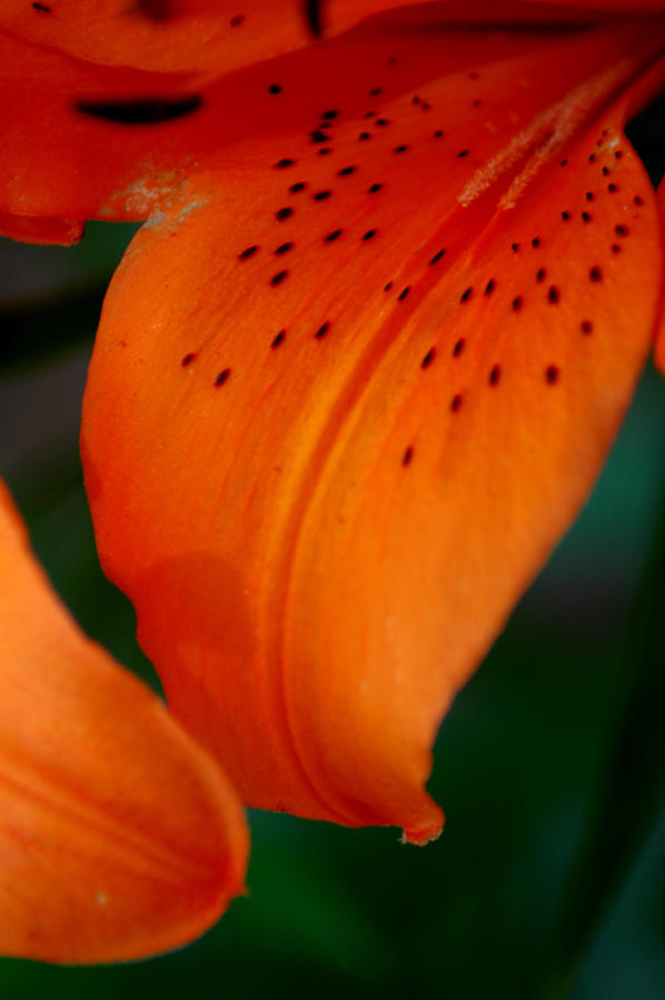 Orange Photograph by David Weeks