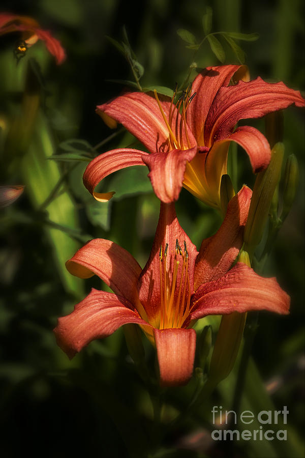 Orange Day Lilies Photograph by Belinda Greb
