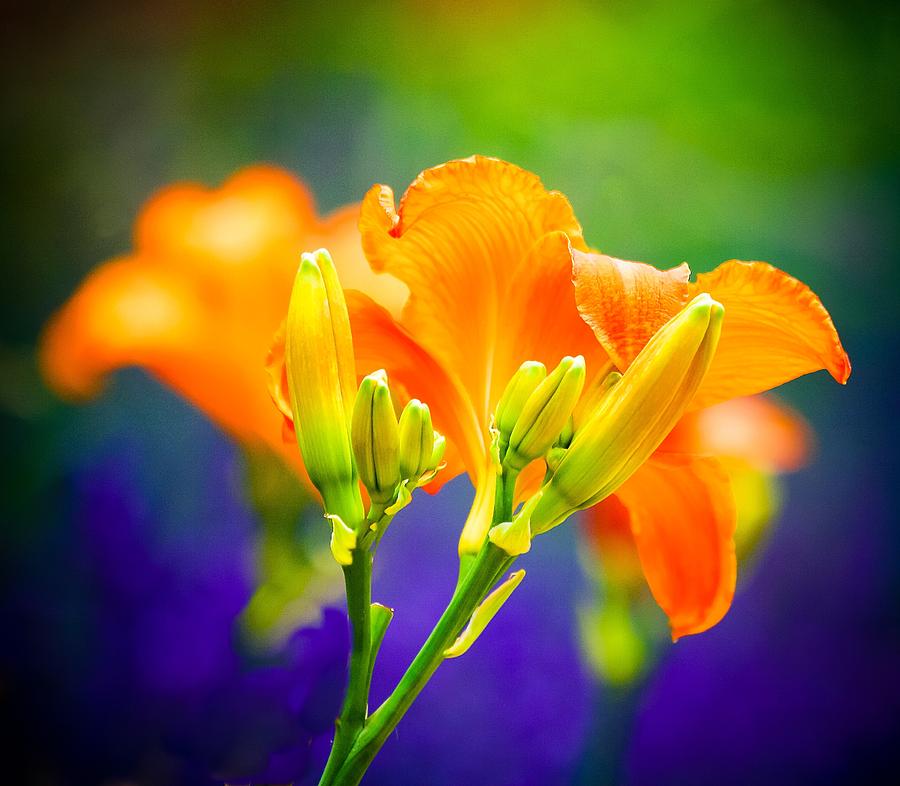 Orange Day Lillies Photograph by Virginia Folkman