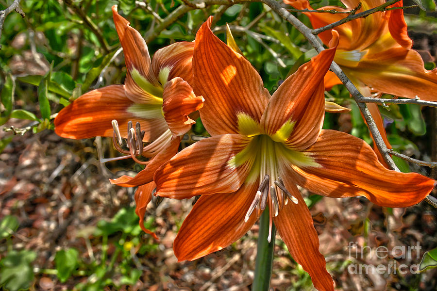 Orange Day Lilly Photograph by D Wallace